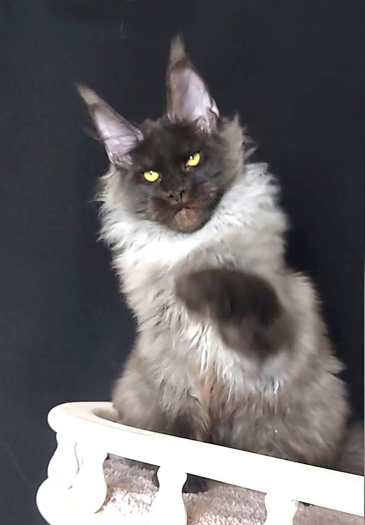 烟灰色缅因猫