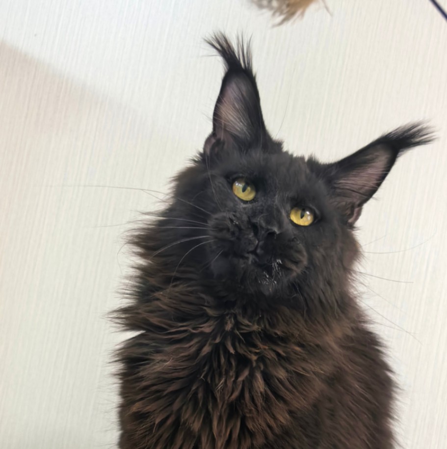 黑色缅因猫