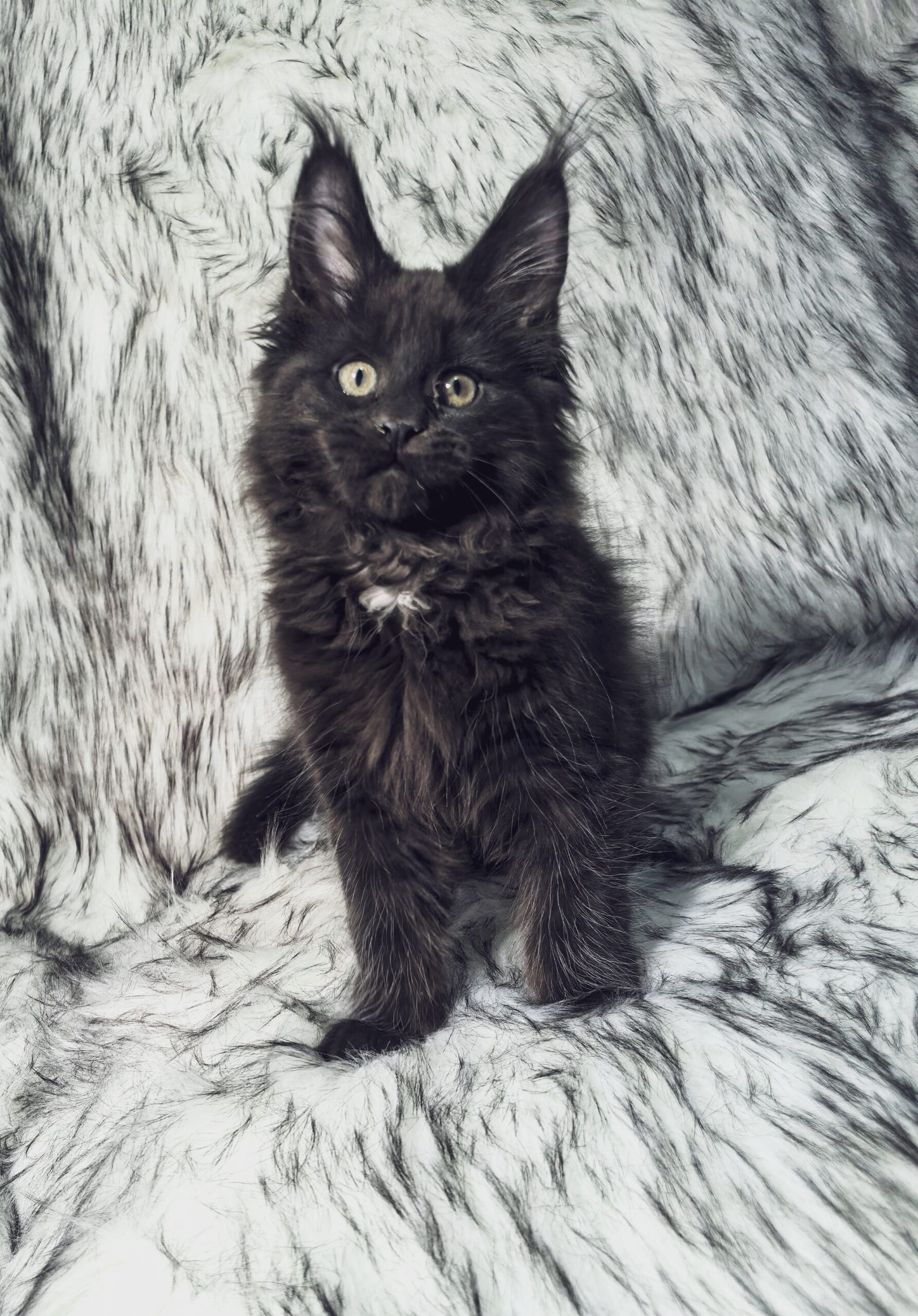 黑色缅因猫