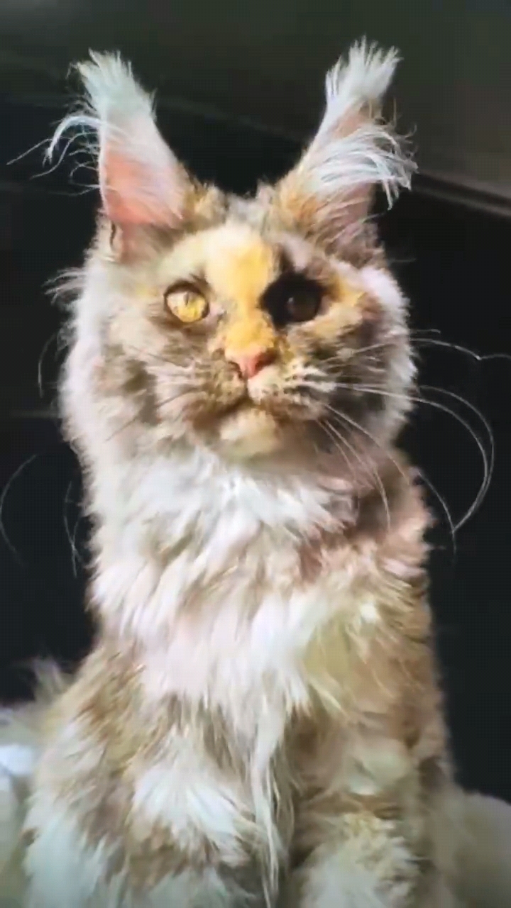 玳瑁色缅因猫