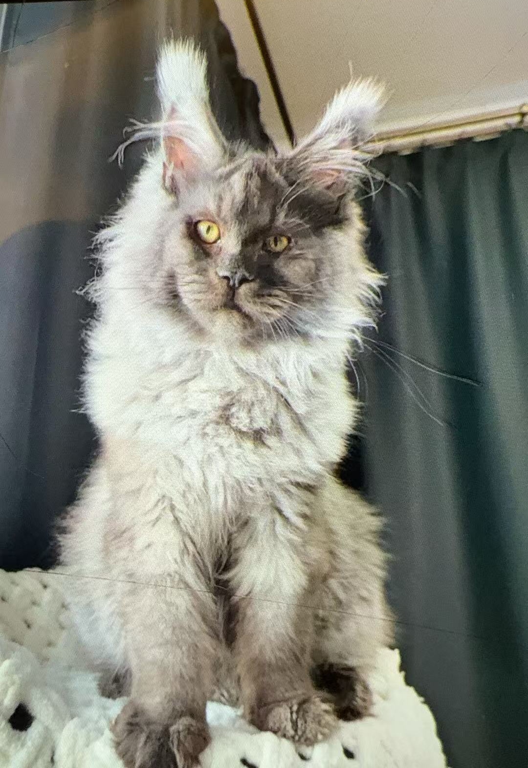 烟灰色缅因猫