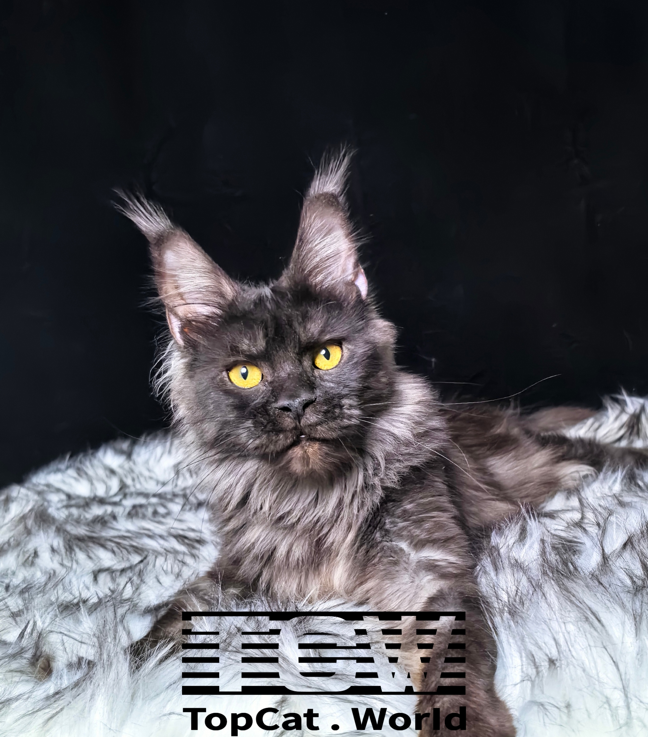 烟灰色缅因猫