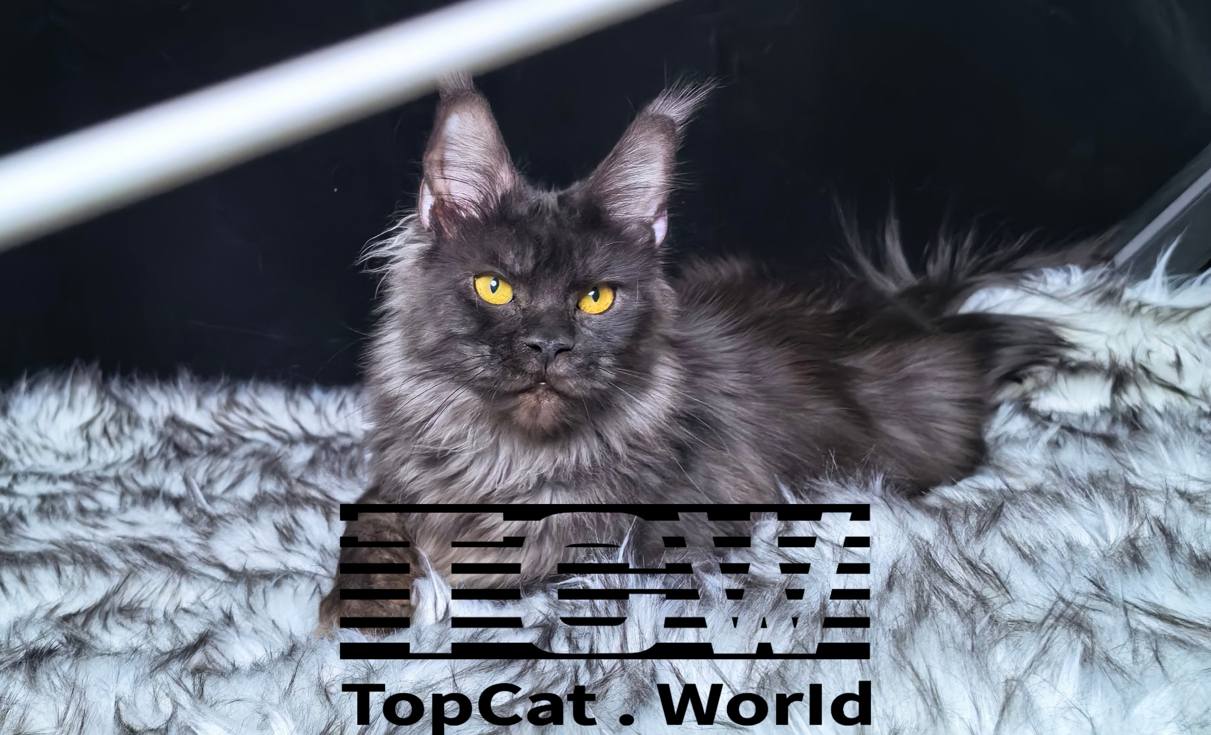 烟灰色缅因猫