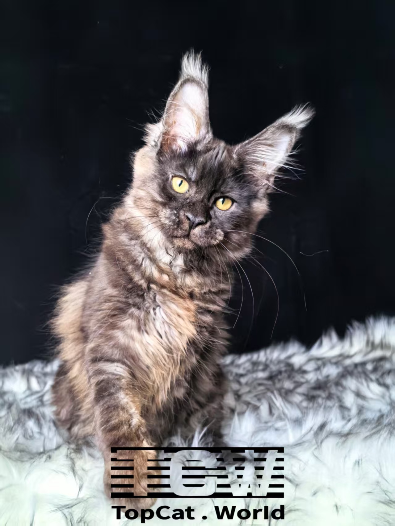 烟灰色缅因猫
